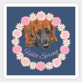 Hello Spring with Great Dane Dog in Flower Wreath Sticker